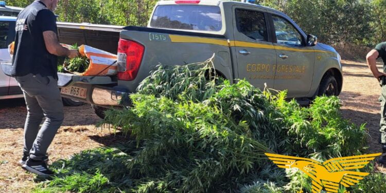 San Nicolò d’Arcidano: cannabis occultata nella vegetazione, un uomo nei guai